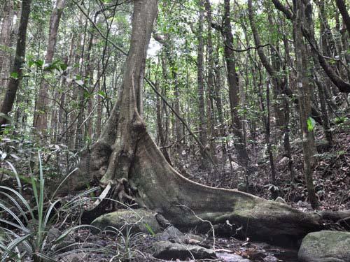 Buttress root at 