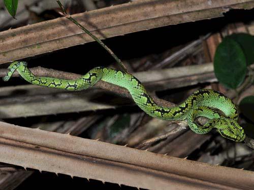 (P) 110 Trimeresurus 