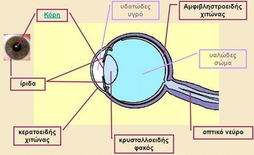 Λήψη εικόνας Λειτουργία της ανθρώπινης όρασης Ο κρυσταλλοειδής φακός εστιάζει το