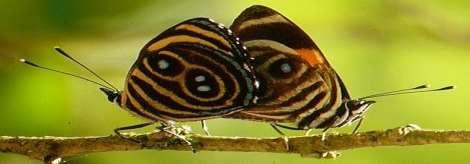 Yellow-banded