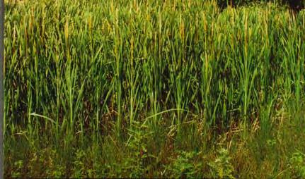 14: Typha