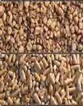 AGRO, ΜΕ ΤΟ ΕΝΣΩΜΑΤΩΜΕΝΟ ΣΙΛΟ PELLET µπορεί να καίει Pellet ξύλου και