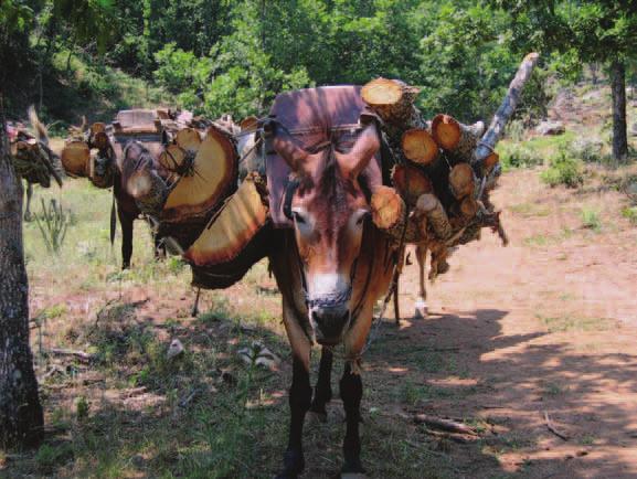 Δράση για τα Ζώα στην Ελλάδα Η Animal Action-Δράση για τα Ζώα στην Ελλάδα (όπως µετονοµάστηκε το Ελληνικό Ταµείο Μέριµνας Ζώων παραµένοντας γνωστό ως GAWF - Greek Animal Welfare Fund στην Αγγλία)