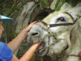 Δυστυχώς, το φαινόµενο συναντάται συχνά στα ιπποειδή εργασίας στην Ελλάδα.
