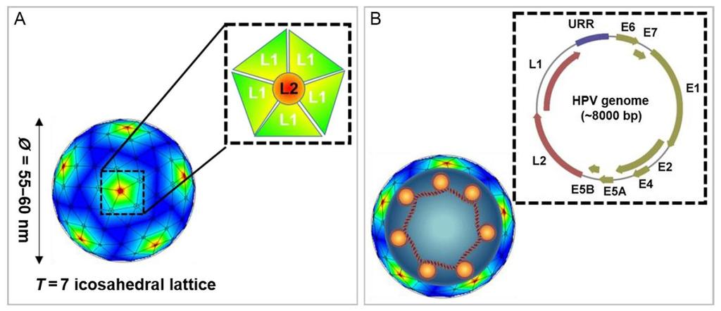 Viruses, 11. ZHU, Y., WANG, Y., HIRSCHHORN, J., WELSH, K. J., ZHAO, Z., DAVIS, M. R. & FELDMAN, S. 2017.