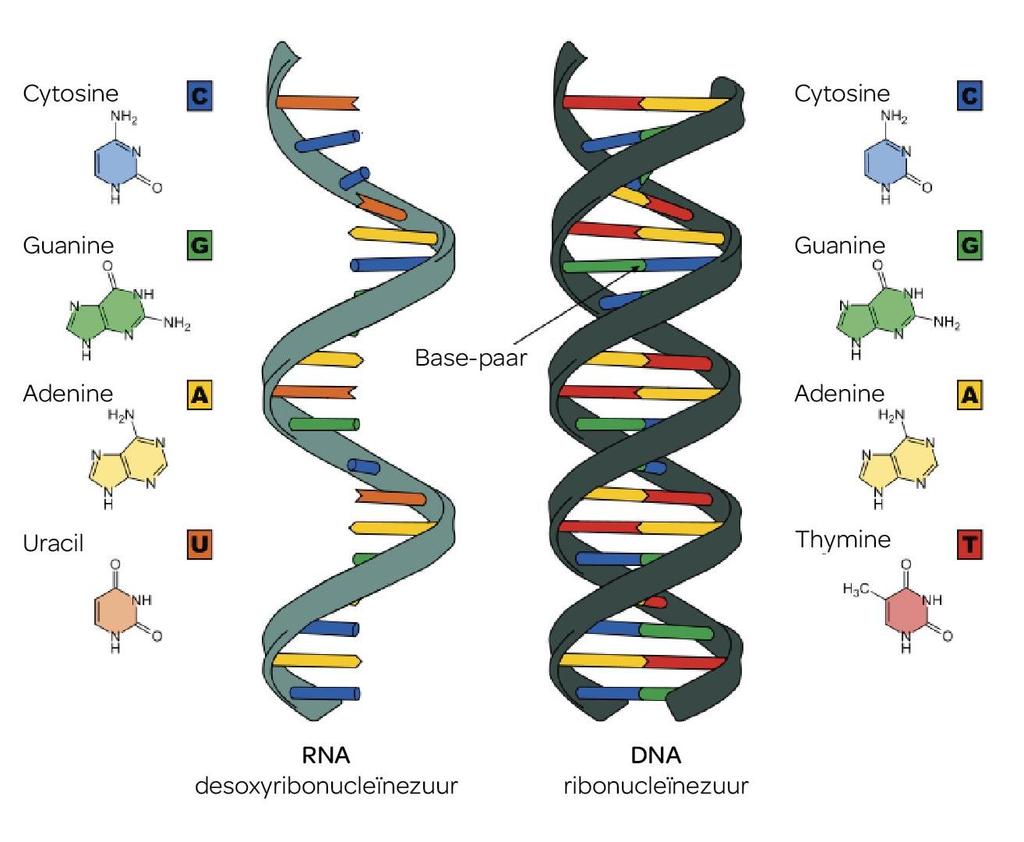 RNA ΑΠΟΤΕΛΕΙΤΑΙ ΑΠΟ MIA ΠΟΛΥΝΟΥΚΛΕΟΤΙΔΙΚH ΑΛΥΣΙΔA Η ΑΛΥΣΙΔΑ