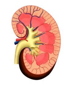 factor; LIC, liver iron concentration.