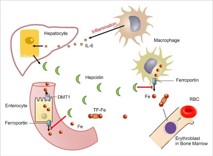 Hepcidin agonists as therapeutic tools Carla