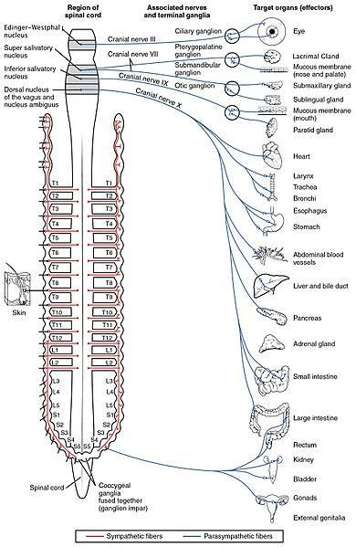 Εγκέφαλος και νευρικό σύστημα - Κεντρικό και Περιφερειακό Νευρικό Σύστημα: - Ο εγκέφαλος αποτελεί το βασικό όργανο του Κεντρικού Νευρικού Συστήματος.