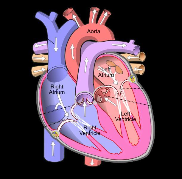 Καρδιά - Καρδιακός ρυθμός: Ο καρδιακός ρυθμός αποτελεί ένα κύκλο διαδικασιών που έχει να κάνει με - α/ την διαστολική φάση κατά την διάρκεια της οποίας έχουμε πλήρωση των κόλπων με αίμα - β/