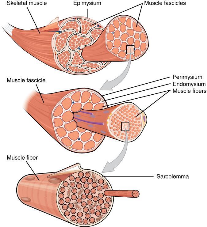 Σκελετικοί και λείοι μύες - Οι σκελετικοί και οι λείοι μύες αποτελούνται από δεκάδες μέχρι μερικές χιλιάδες μυϊκές ίνες που είναι κύτταρα σχετικά μεγάλου μήκους - Ο μηχανισμός στης συστολής βασίζεται