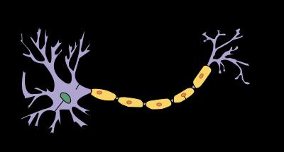 Δυναμικό δράσης στα νευρικά κύτταρα - Τα νευρικά κύτταρα αποτελούνται από - 1. Το κυτταρικό σώμα - 2. Τους δενδρίτες - 3. Τον νευράξονα - 4.