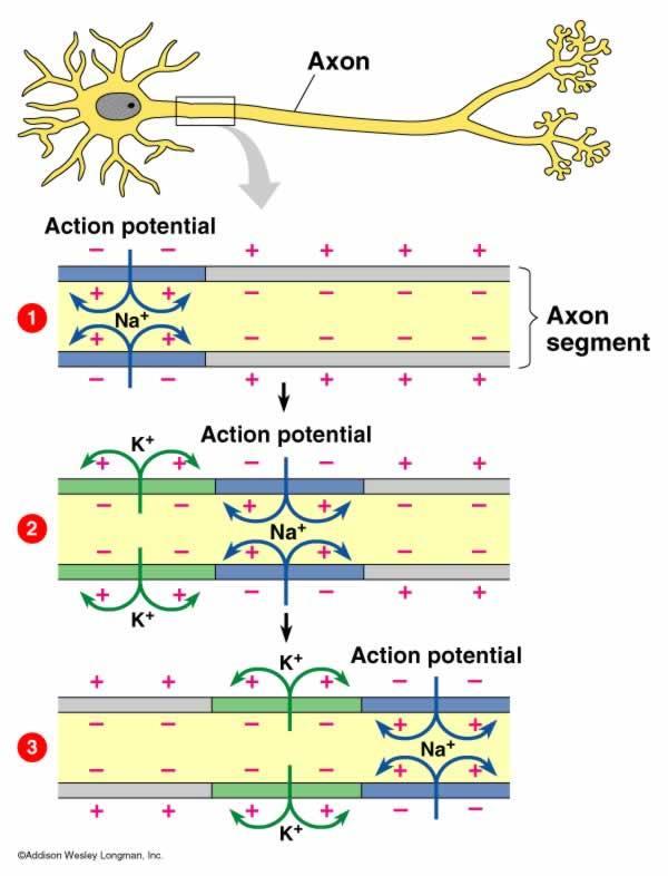 Δυναμικό δράσης στα νευρικά κύτταρα - Τα νευρικά κύτταρα αποτελούνται από - 1. Το κυτταρικό σώμα - 2. Τους δενδρίτες - 3. Τον νευράξονα - 4.
