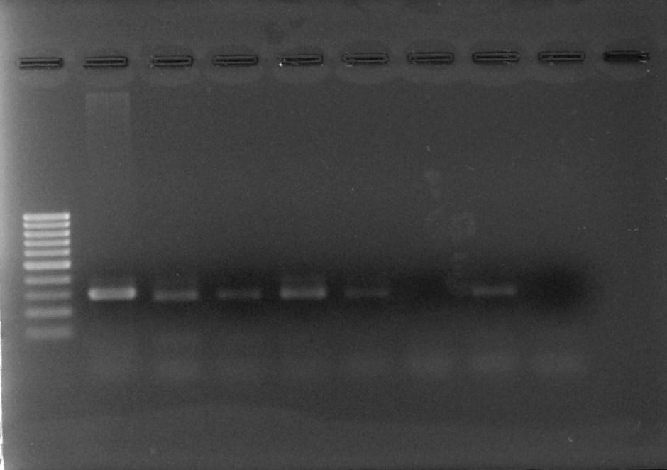 1 2 3 4 5 6 7 8 9 10 sur. 8. Ppjr V. mimicus 1- markeri 100bp; 2-dadebiTi kontroli; 3-9 V.