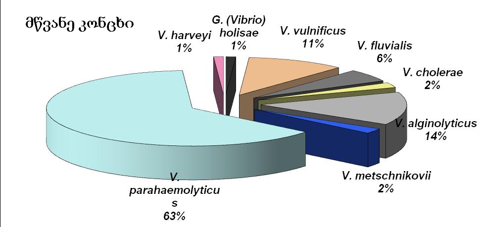 b g grafiki 2.