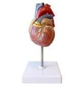 ΒΙΟΛΟΓΙΑ - ΑΝΘΡΩΠΟΛΟΓΙΑ > Μοντέλο Καρδιάς Φυσικό Μέγεθος 29,90 (πλέον ΦΠΑ) Κωδικός: 233045 Μοντέλο Καρδιάς Φυσικό Μέγεθος. Σε 2 μέρη.