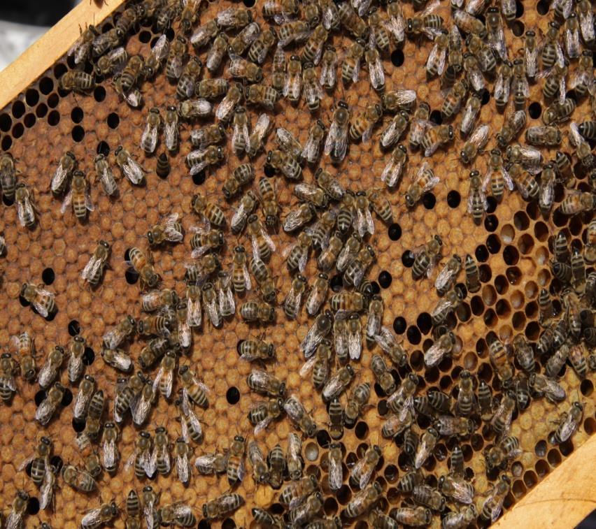 Πιστοποίηση Τεχνίτη Μελισσοκομίας Οι εξετάσεις διαπίστευσης του «Τεχνίτη Μελισσοκομίας» θα γίνονται τρεις περιόδους στο έτος (Οκτώβριο Μάρτιο - Ιούνιο) και η ημερομηνία διεξαγωγής τους θα