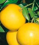 Citrus fruits