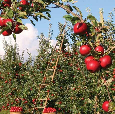 Oπωροφόρα Fruit trees Ακτινίδιο Αμυγδαλιά Αχλαδιά Βερυκοκιά Βυσσινιά