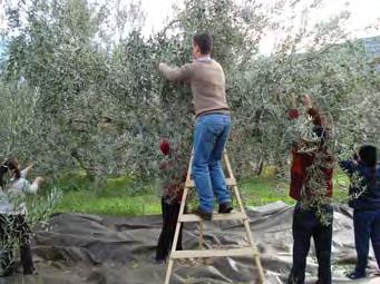 247 (ανακλαστικό πλαστικό κάτω από την κόμη του δένδρου επί της γραμμής) και του συνδυασμού της ελλειμματικής άρδευσης με χρήση ανακλαστικού πλαστικού εδαφοκάλυψης.