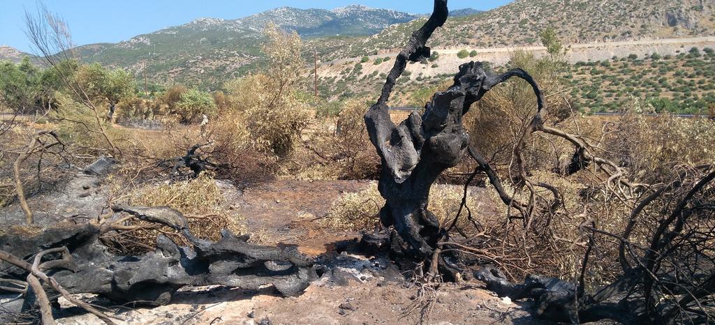 Είναι και η τρομερή γραφειοκρατία. Στην καλύτερη περίπτωση μιλάμε για περίπου δύο χρόνια. 13 αρκετό διάστημα ακόμη.