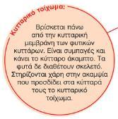 πυρήνας κυτταρόπλασμα
