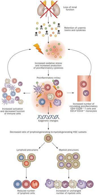 TB και τελικού σταδίου ΧΝΑ Ουραιμία => Διαταραχές ανοσολογικού συστήματος Έμφυτη ανοσία - Μειωμένη φαγοκυτταρική ικανότητα και αντιγονοπαρουσίαση Χυμική ανοσία