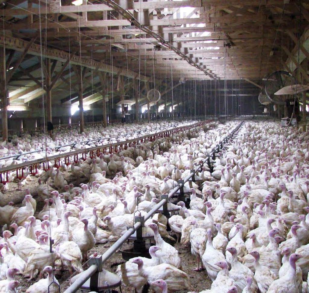 7 POULTRY INDUSTRIAL HEATING By converting the classic oil fired heating systems to a biomass heating system can provide a cost effective, low carbon alternative to gas solution.