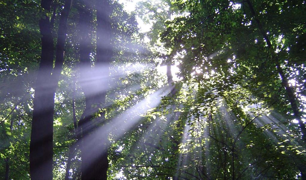 5 FOSSIL FUELS Fossil fuels such as coal, oil and gas are also derived from biological material, however material that absorbed CO 2 from the atmosphere many millions of years ago.