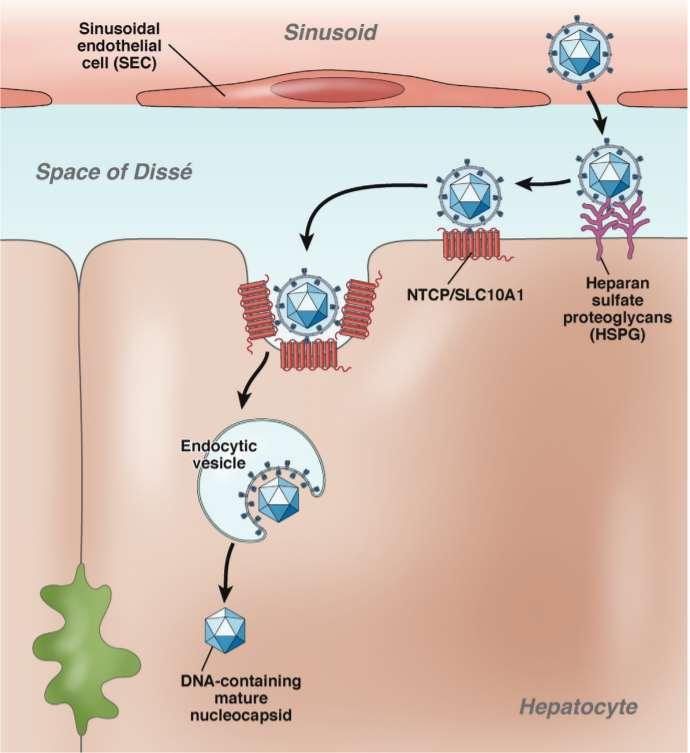 cccdna: covalently closed circular DNA; pdsdna: partially double stranded DNA; POL-II: cellular