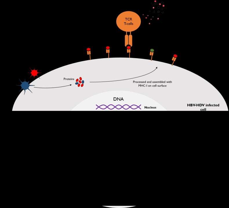 HDV co-infection modifies the immunoproteasome profile of HBV infected hepatocytes leading to increased CD8 T-cell recognition RESULTS (Cont.