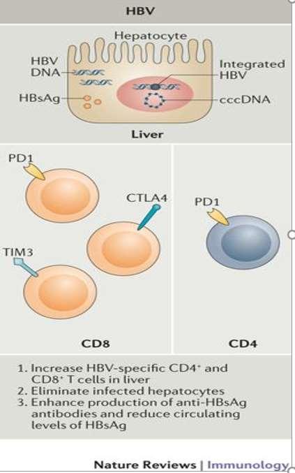 PD-1 inhibitors: Exampl es of drugs that target PD-1 include:
