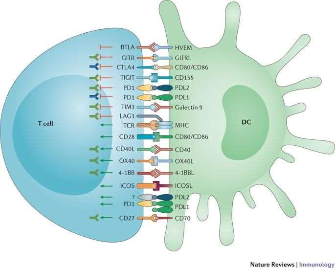 that target CTLA-4 Ipilimumab (Yervoy) PD-L1 inhibitors: Examples of drugs