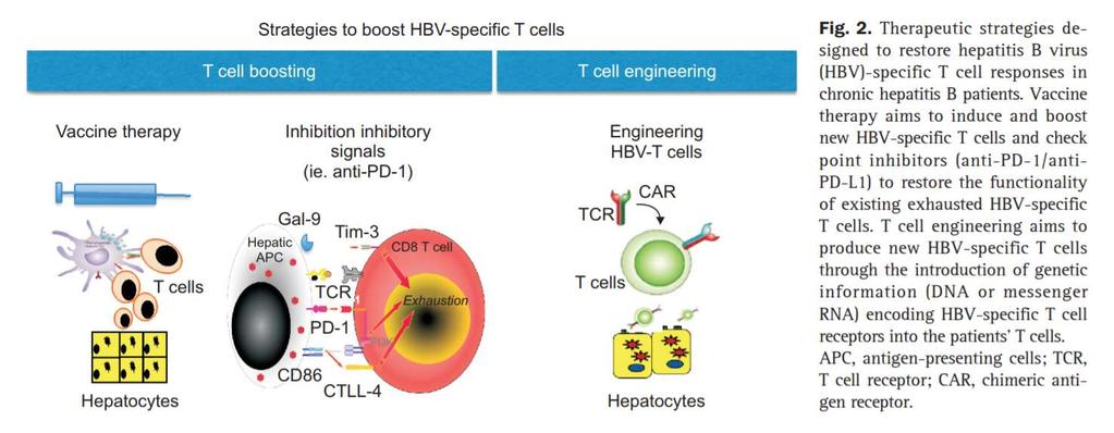 Antonio Bertoletti1,2 and Nina Le Bert1,2 1 Emerging Infectious Diseases Program, Duke-NUS Medical School and 2 Viral Hepatitis