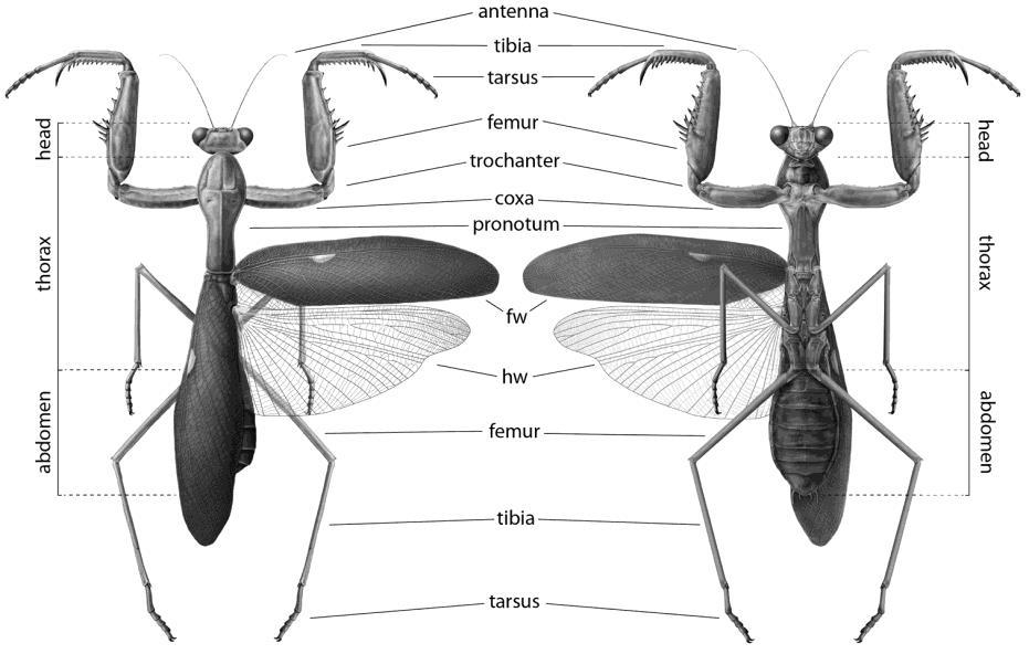 MANTODEA Στ.