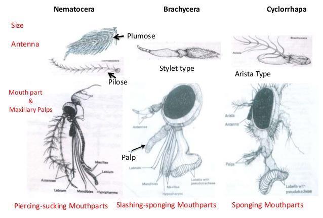 ΤΑΞΗ DIPTERA ΥΠΕΡΤΑΞΗ NEUROPTEROIDEA Στ.