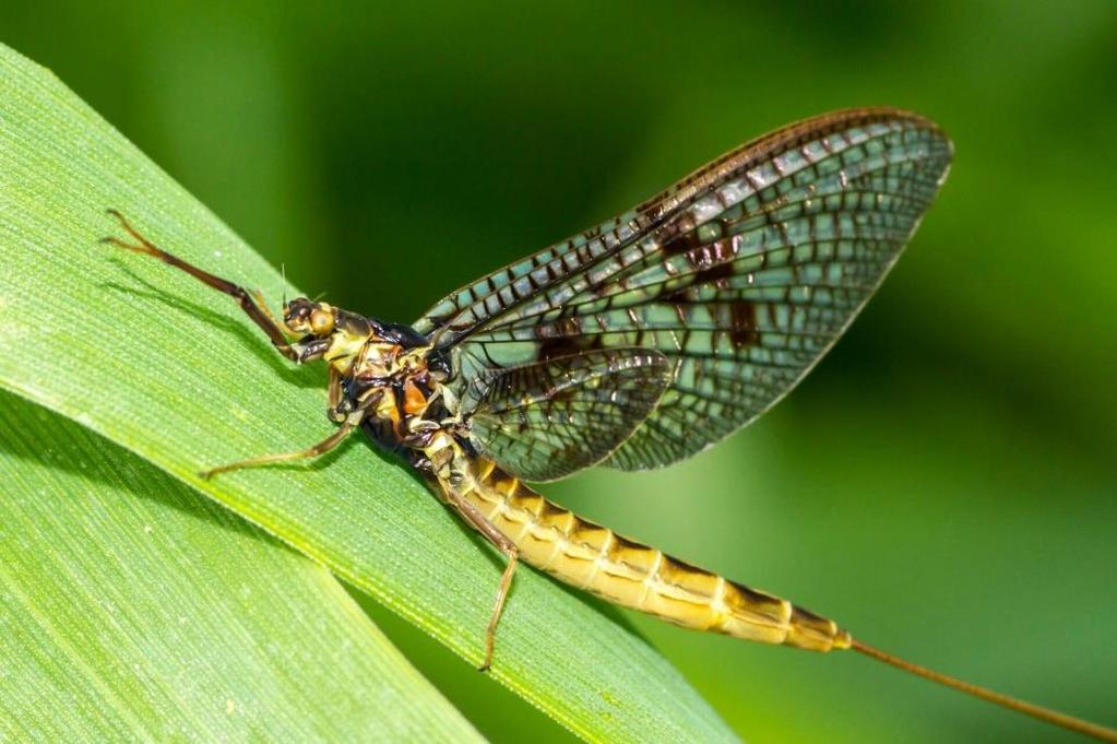 ΔΙΑΙΡΕΣΗ PALEOPTERA ΤΑΞΗ EPHEMEROPTERA Στ.