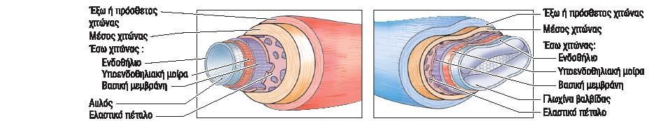 Αιμοφορα αγγεία Τα περισσότερα αγγεία εχουν τρεις χιτώνες 1. εσω χιτωνας (εσωτερική επένδυση από μονήρη στιβάδα αποπλατυσμένων κυττάρων, το ενδοθήλιο) 2.