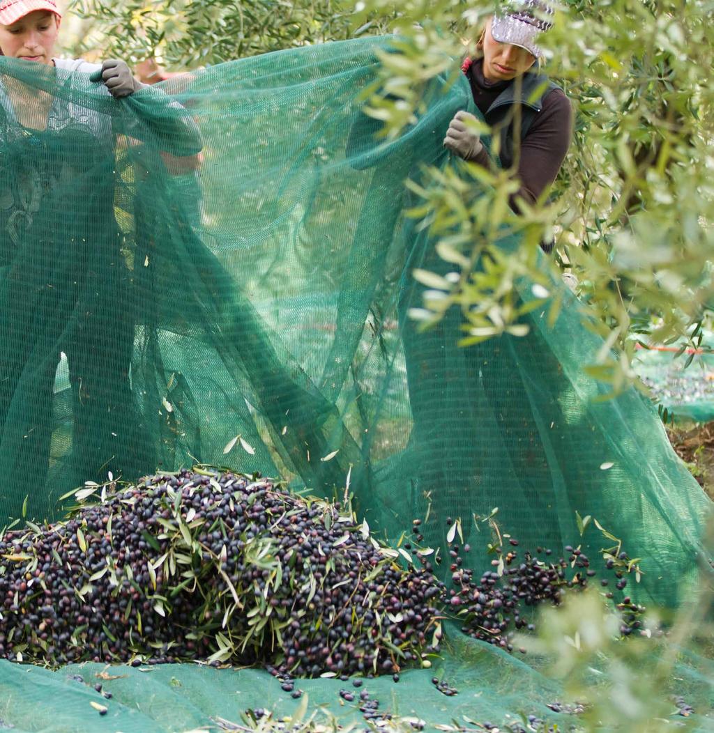 ΠΕΡΙΕΧOMENA ΦΘΙΝΟΠΩΡΟ - ΧΕΙΜΩΝΑΣ 2019 ΤΑ ΠΑΝΤΑ ΓΙΑ ΤΗΝ ΕΛΙΑ 4-5 ΕΙΔΗ ΕΛΑΙΟΣΥΓΚΟΜΙΔΗΣ Ελαιοραβδιστικά 6 Δίχτυα Ελαιοσυλλογής, Γεννήτριες για Ελαιοραβδιστικά 7 Ψαλίδια κλαδέματος & Eξαρτήματα 8