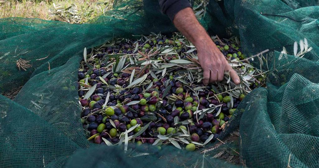 ΤΑ ΠΑΝΤΑ ΓΙΑ ΤΗΝ ΕΛΙΑ!