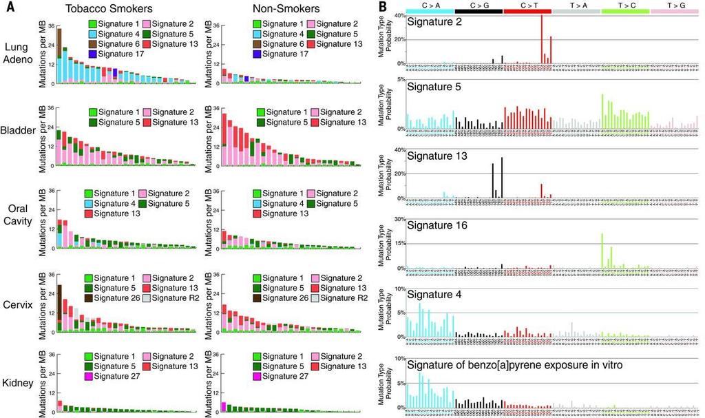 Ludmil B. Alexandrov et al. Science 2016;354:618-62 Martincorena et al. Cell.