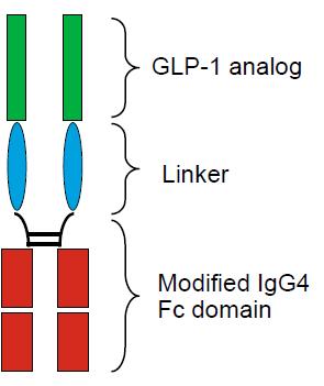 Ala Ala Gln Glu Ser Gly Glu Leu Tyr Ser Phe Ile Ala Trp Leu Val Arg Gly Arg Gly Liraglutide 97% amino acid homology to human GLP-1 Dulaglutide His Gly Glu Gly Thr Phe Thr SerAsp Leu Ser Arg Val Ala