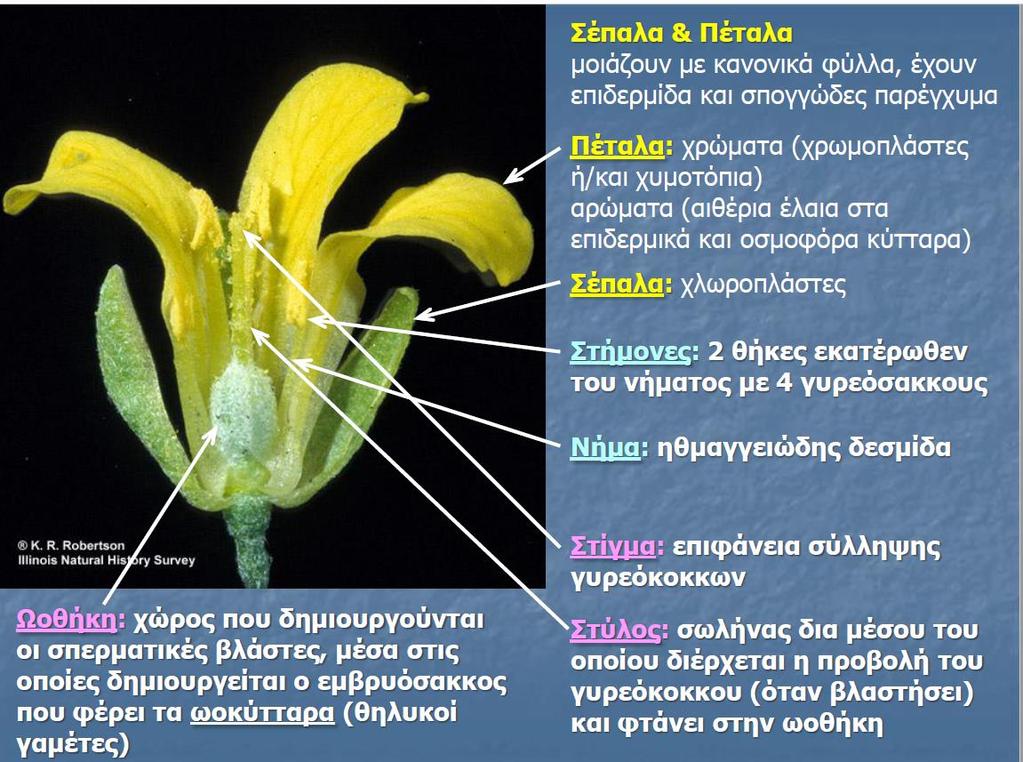 Άνθος Περιάνθιο: Το τμήμα του άνθους που