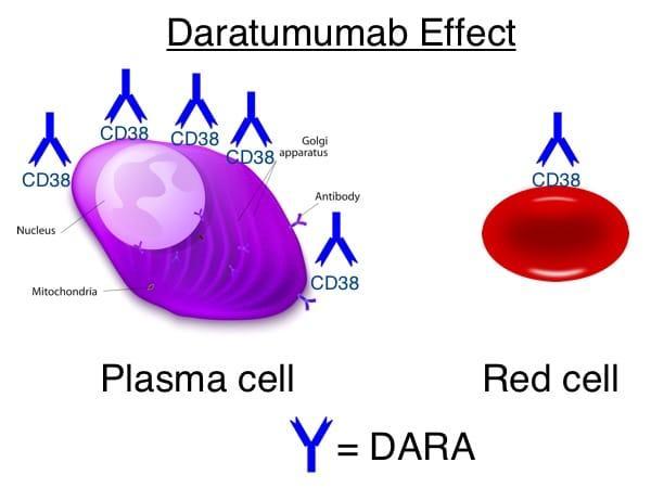 Anti CD 38 Συνδέεται στο αντιγόνο CD38 των κακοηθών κυττάρων που έχει ενζυματική και σηματοδοτική δραστηριότητα. Το CD38 όμως υπάρχει φυσιολογικά και στην επιφάνεια των RBCs σε ασθενή έκφραση.