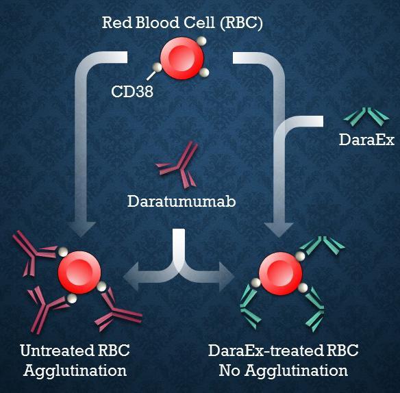 Ηouseviews Συζήτηση στην τάξη Το DaraEx είναι ένα αντίσωμα αντι-cd38 χωρίς ανθρώπινη Fc περιοχή.