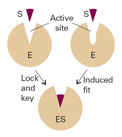 Μοντέλα Κλειδί και κλειδαριά Υποθέτει ότι το υπόστρωμα και το ενεργό κέντρο του ενζύμου έχουν ήδη συμπληρωματικές τριδιάστατες δομές και εφαρμόζουν τέλεια