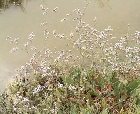 Limonium