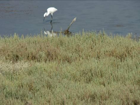 Εκτάσεις με Salicornia