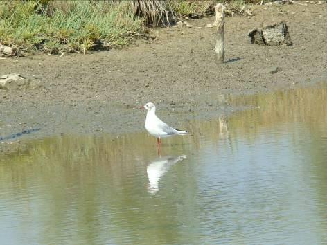 Larus ridibundus