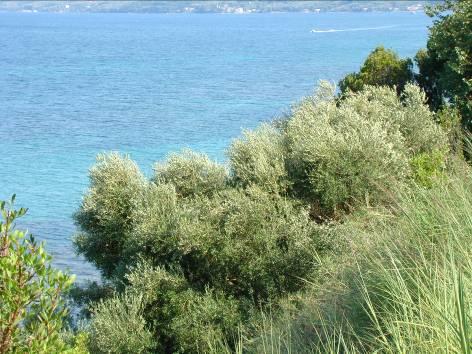 Βλάστηση